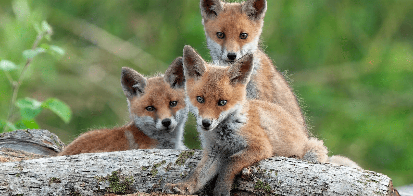 Renardeaux © F. Cahez