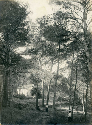 Marie-Louise et Claire SICARD, Scène champêtre dans un sous-bois aux alentours de Saint-Rémy-de-Provence en 1904 © Domaine Saint-Antonin / SICARD Archive