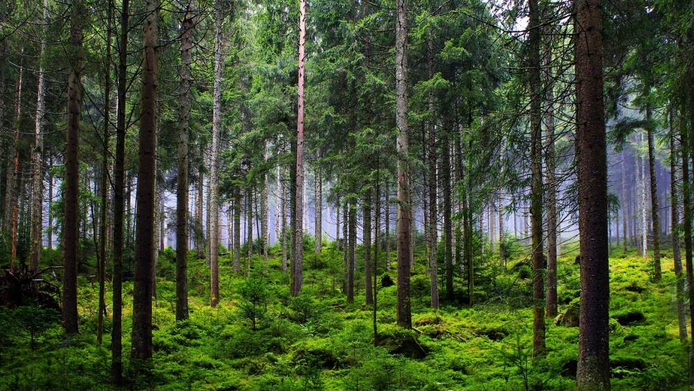 Forêt PEFC