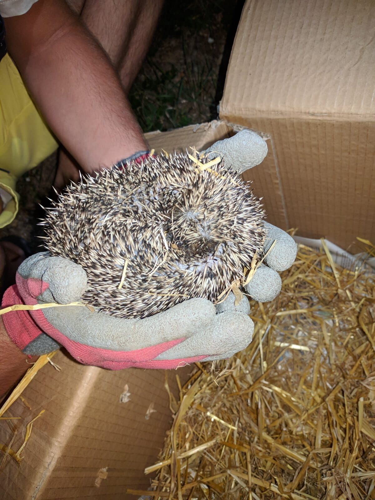 "Alphonse" est arrivé !