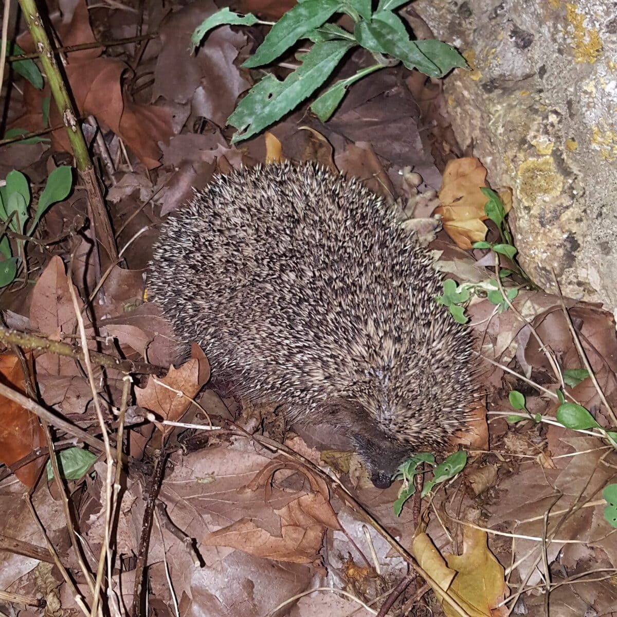 "Alphonse" veille au grain !