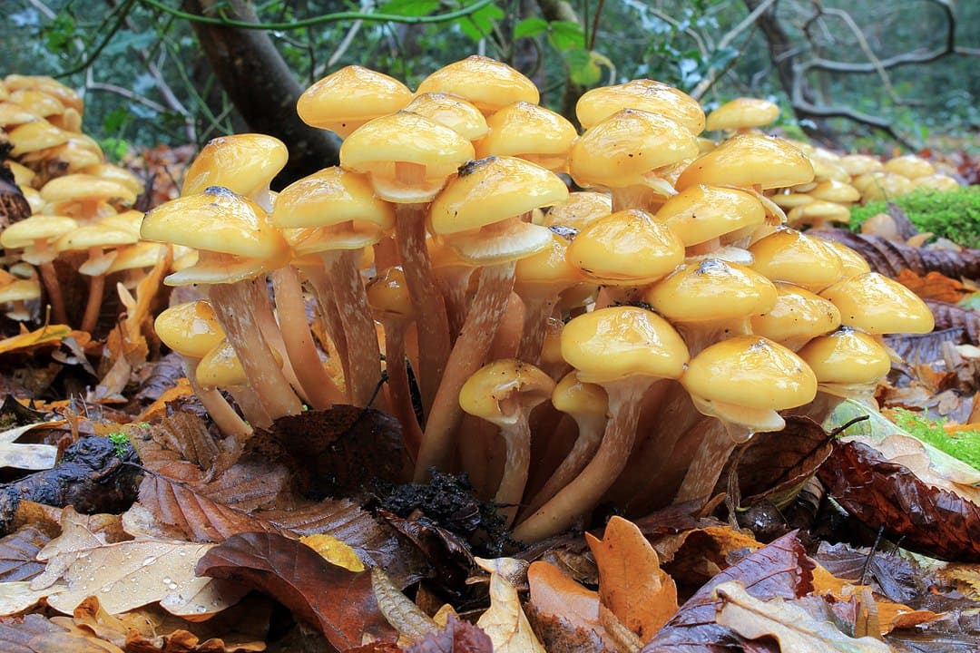 L'Armillaire couleur de miel (Armillaria mellea), le champignon destructeur d'arbres, responsable du pourridié.
