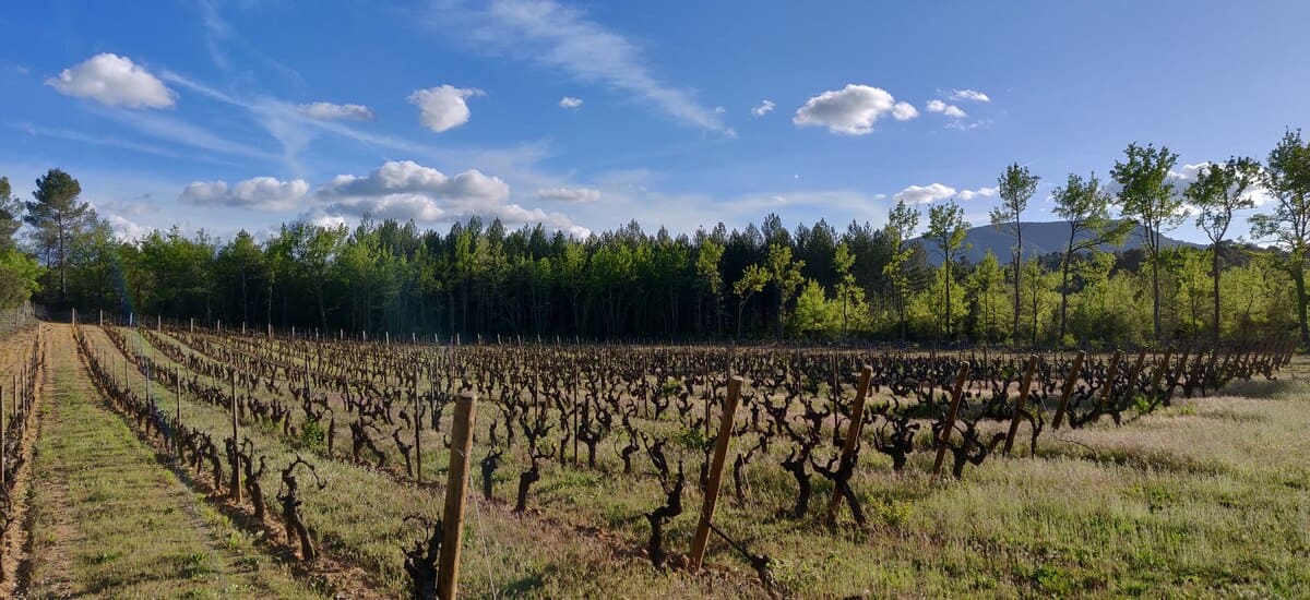 Vue des vignes du Château Revelette, domaine viticole voisin du Domaine Saint-Antonin.